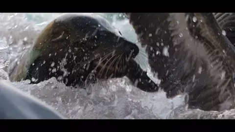 Sea Lions of the Galapagos 2025