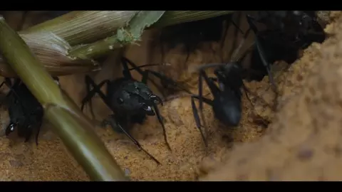 Pangolin- Kulu's Journey 2025