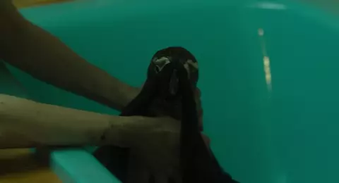 The Penguin Lessons 2025