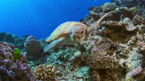 Beyond the Reef 2022
