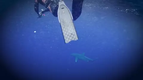 World's Most Dangerous Shark. 2023