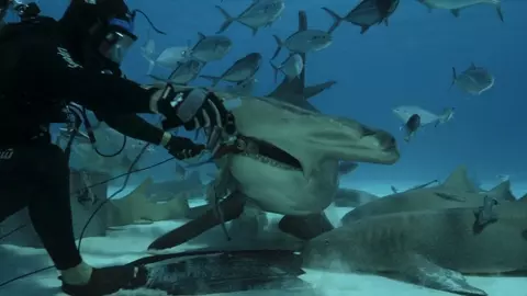 Shark Superpower 2022