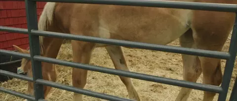 Hearts & Horses 2023