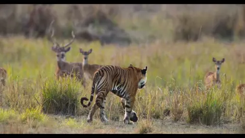 Tiger 2024