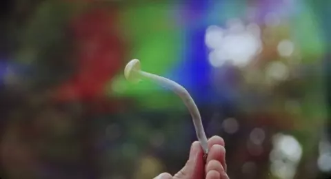 Shrooms 2023