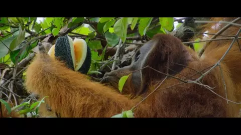 Secret Lives of Orangutans 2024_3
