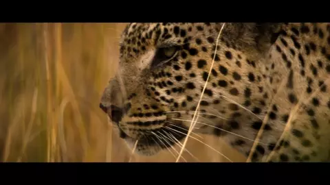 Living with Leopards 2024