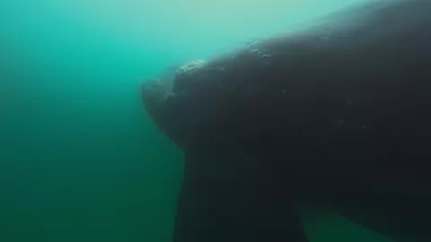 Sharks Up Close with Bertie Gregory 2025